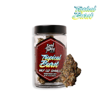 A photograph of Seed Junky Smalls Flower 14g Sativa Tropical Burst