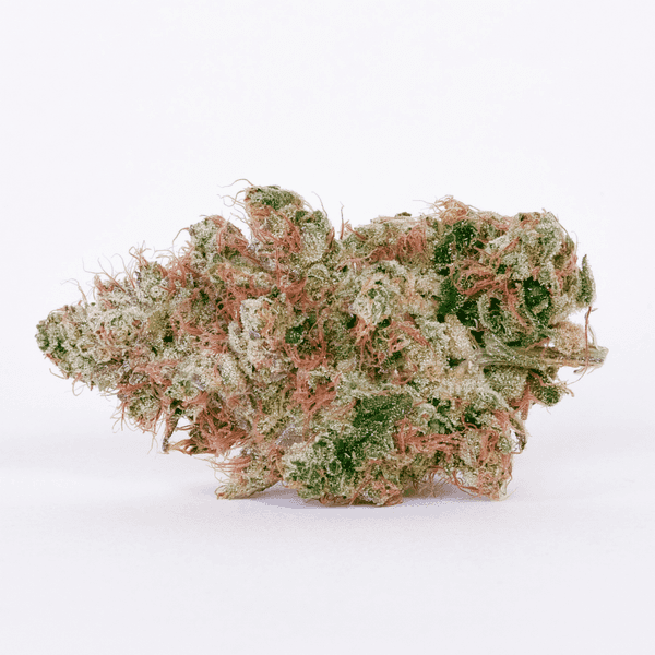 A photograph of Pure Beauty Flower 3.5g Hybrid Curacao